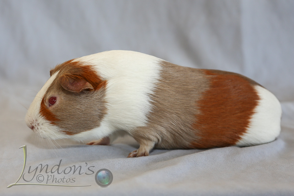 Rare breeds of guinea pigs – Guinea Pig Sandy